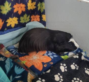 Rescue Guinea Pig Guinea Pigs for Adoption in Crystal Lake, Illinois - Taco | PetCurious